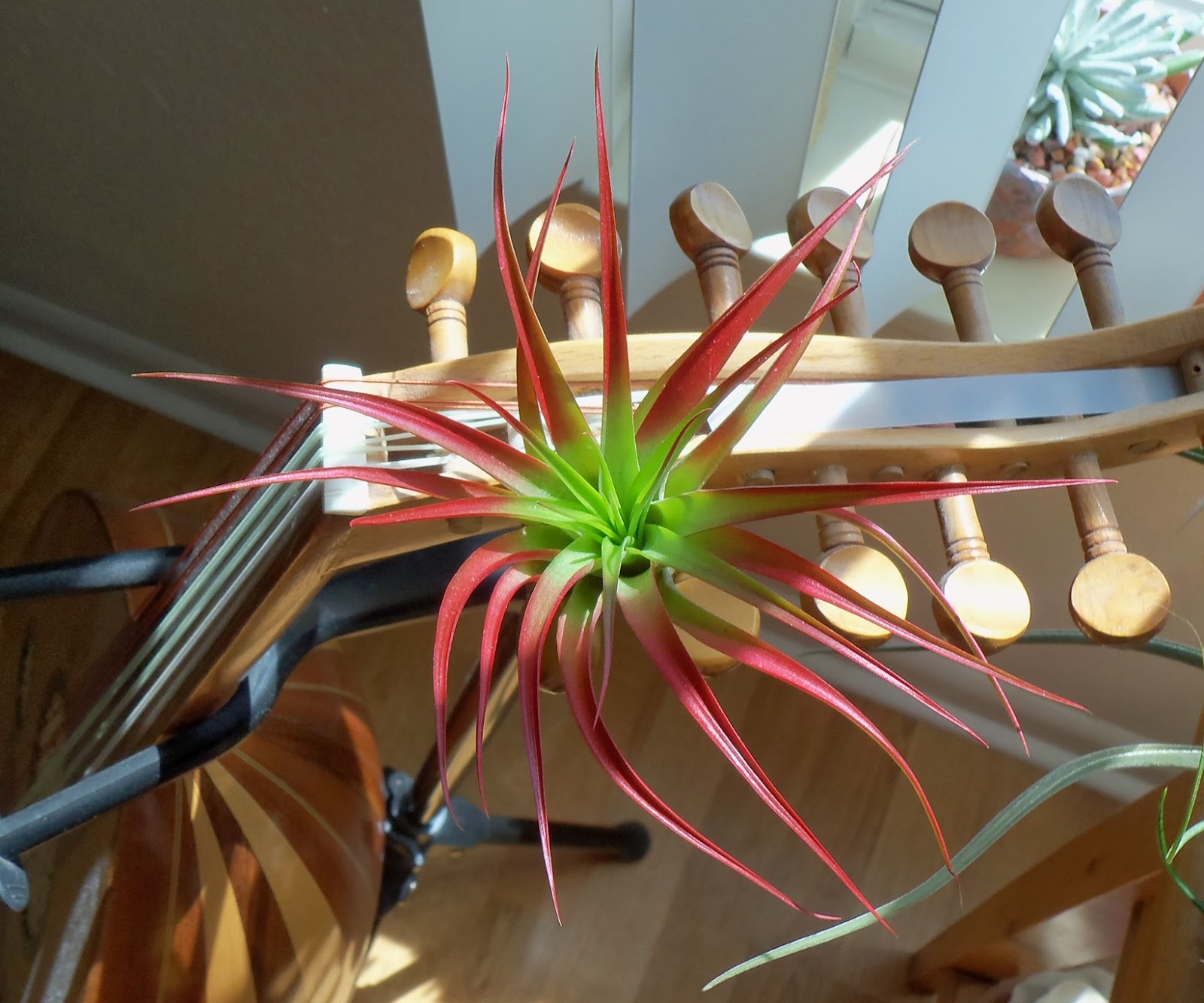 My Life Among the Lithops (and Other Strange Plants