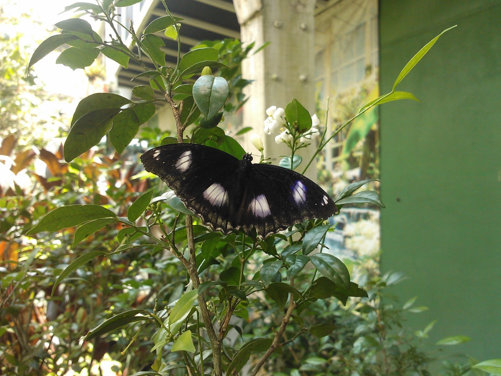 Penang Butterfly Farm