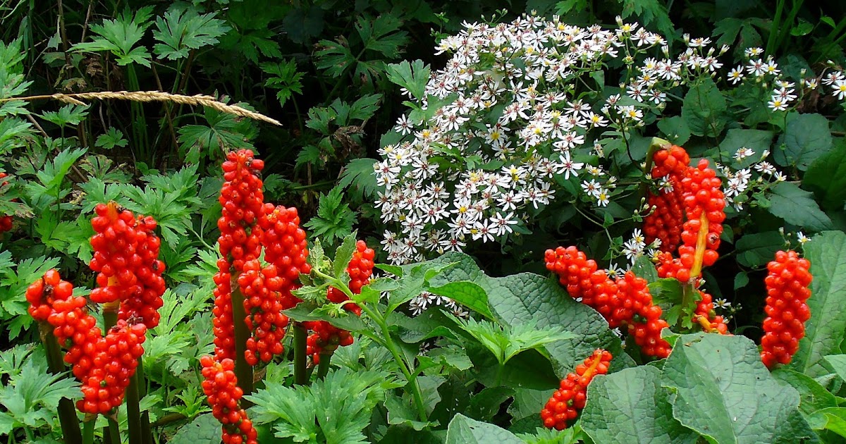 Powell River Garden Club Bulbs for Woodlands (Shade)