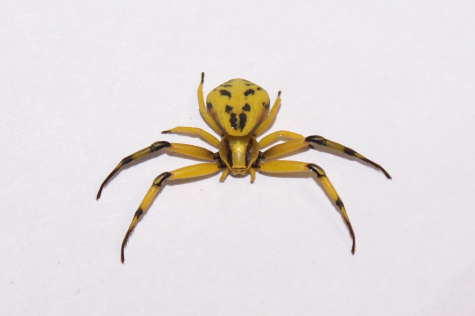 Nature Gardens NHM L.A.'s Urban Nature Killer Legs Crab Spider