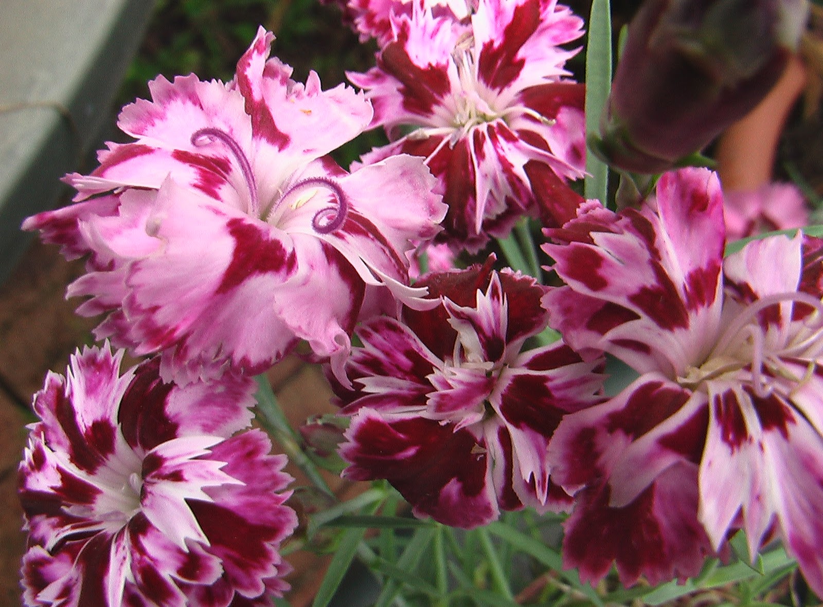 The Time Travelling Gardener Spice Throated Clove Pinks