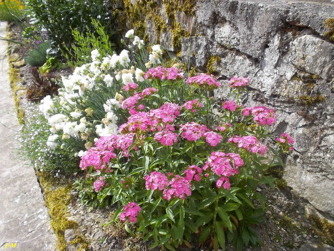 Est-ce que les œillets sont vivaces ?