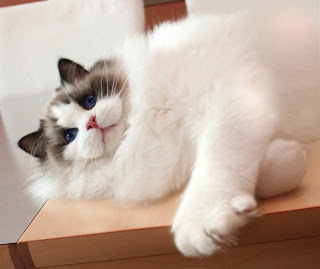 cute ragdoll cat kitten puss pussy pussycat grimalkin kat mace pisik kotka gat macka kocka kass pusa kissa gato katze macska kottur kakis kate qattus kot pisica macka katt kedi con meo kucing pets, huisdieren, animaux de compagnie, Haustiere, animais, Animale de companie, animales domesticos, husdjur, Evcil Hayvan, anifeiliaid anwes, domace zvali, binatang kesayangan, augintiniai, animali domestici, peatai, bet kay, lemmikit, mga alagang hayop, domaci zvirata, kucni ljubimci, animals domestics, maskotak, binatang peliharaan cute ragdoll cat kitten puss pussy pussycat grimalkin kat mace pisik kotka gat macka kocka kass pusa kissa gato katze macska kottur kakis kate qattus kot pisica macka katt kedi con meo kucing pets, huisdieren, animaux de compagnie, Haustiere, animais, Animale de companie, animales domesticos, husdjur, Evcil Hayvan, anifeiliaid anwes, domace zvali, binatang kesayangan, augintiniai, animali domestici, peatai, bet kay, lemmikit, mga alagang hayop, domaci zvirata, kucni ljubimci, animals domestics, maskotak, binatang peliharaan