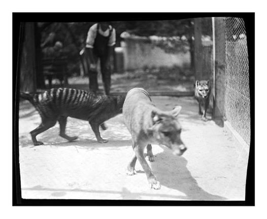 Thylacine 2012 Sightings