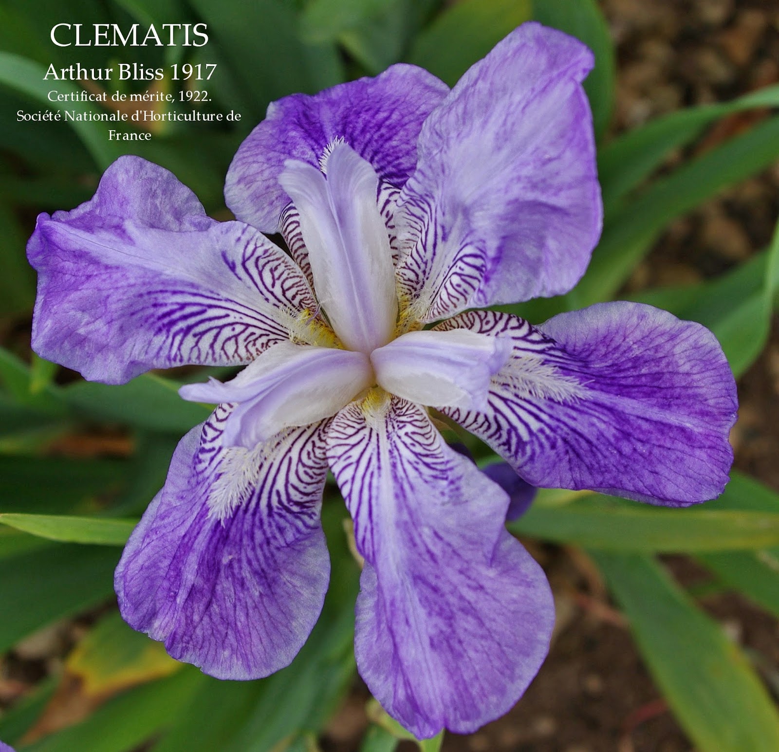 Historic Tall Bearded Iris CLEMATIS HERITAGE IRISES