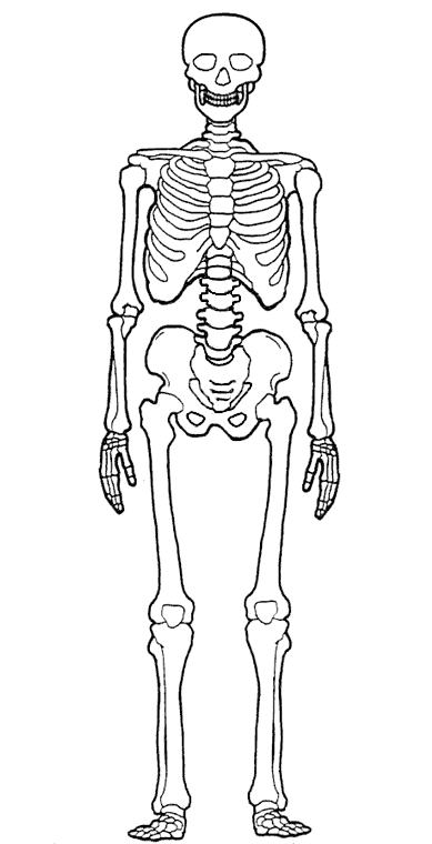 ILUSTRACION DEL ESQUELETO HUMANO ilustracion del esqueleto humano: