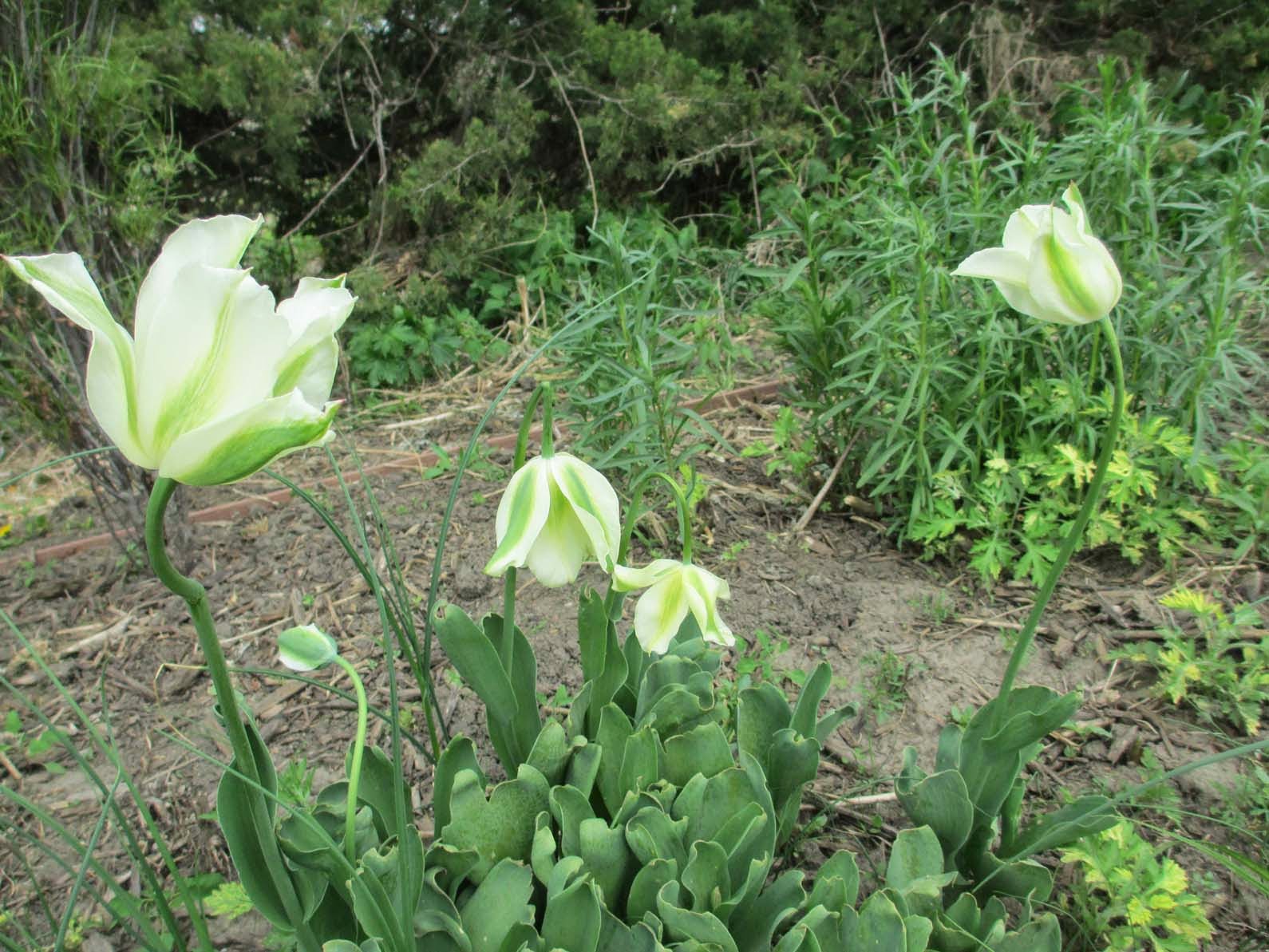 Garden Fancy The Mystery of the DroopyHeaded Tulips