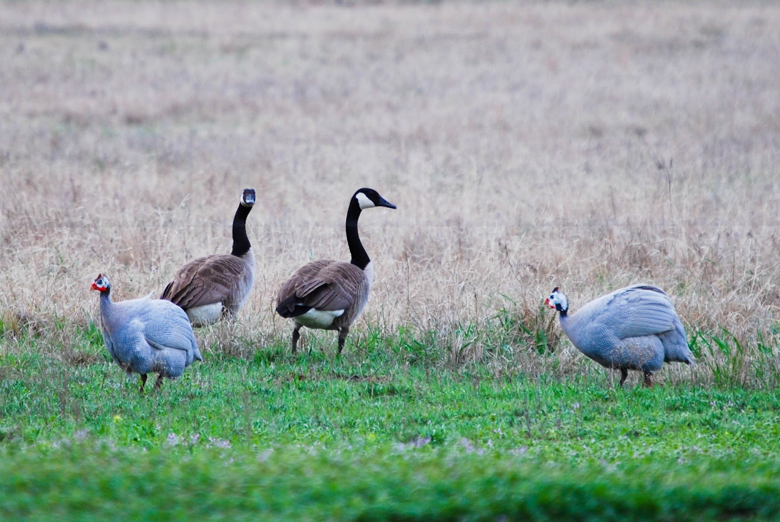 our Uncity life: Of Geese... and Guineas
