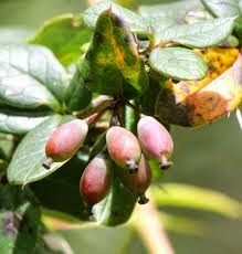 Daruharidra Berberis Aristata Benefits Uses Properties Dosage