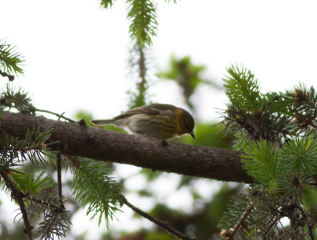 Cape May Warbler - Central Park, New York