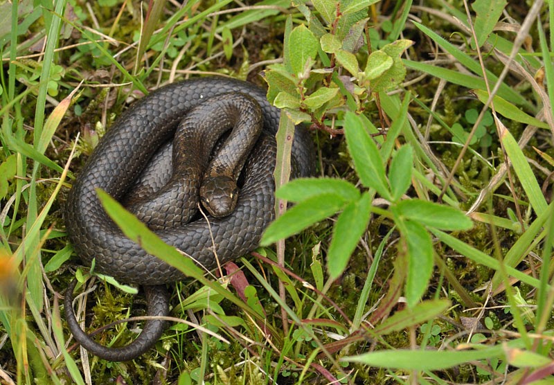 Natuurspoor Slangen berg u!