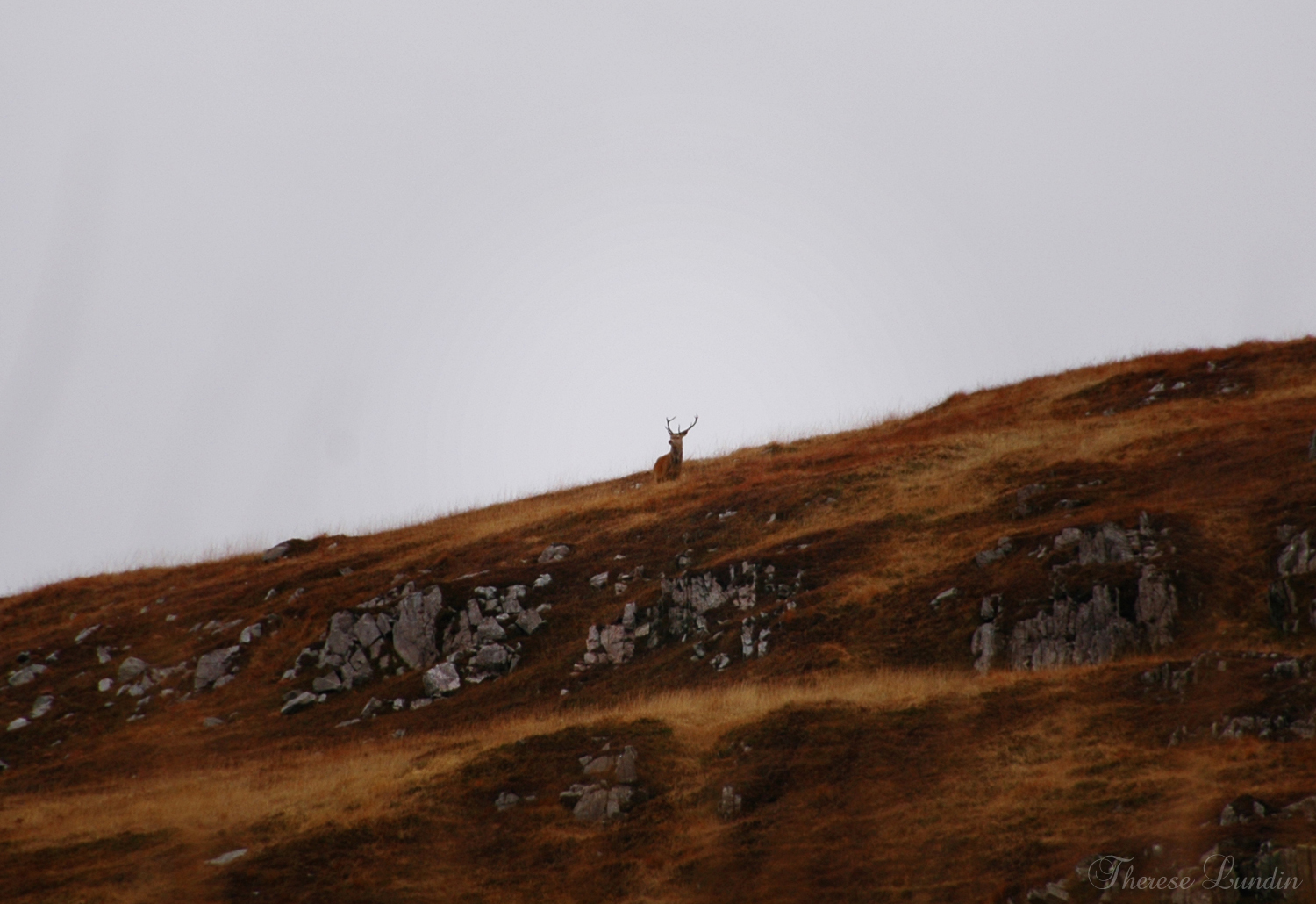 JAKT I SKOTTLAND, JURA 2012