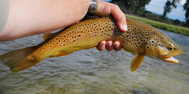 Bitterroot River Brown Trout