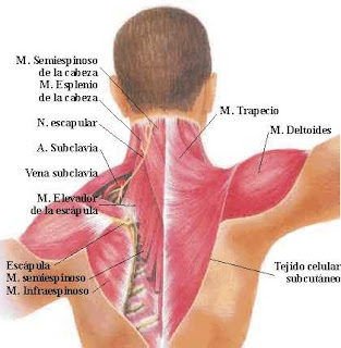 La columna vertebral s-figurada el tratamiento