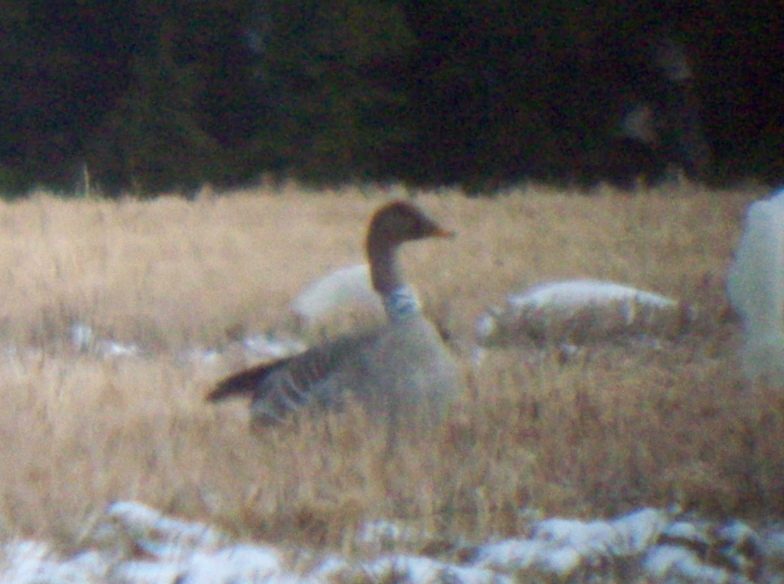 OSLO BIRDER Ringed Scottish Bean Geese in Akershus