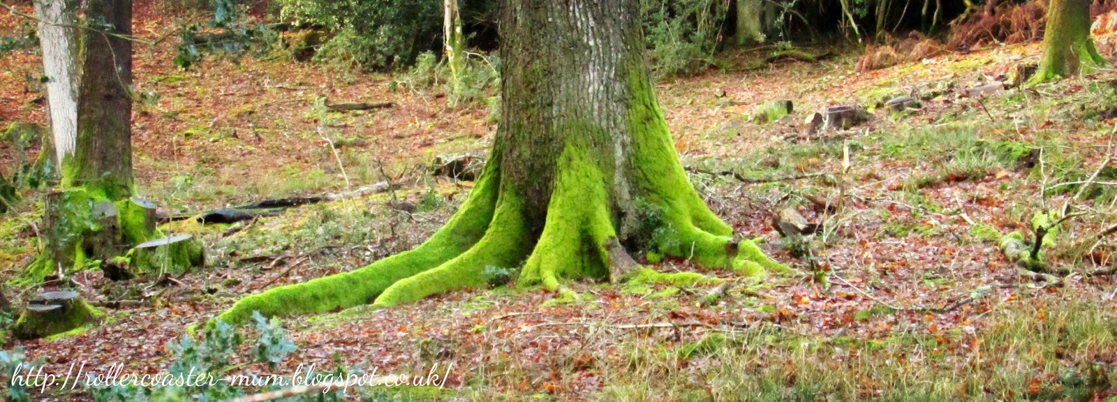 trees with green feet, Devil's Punch Bowl, Surrey trees with green monster feet, National Trust Surrey Hills, Devil's Punch Bowl.