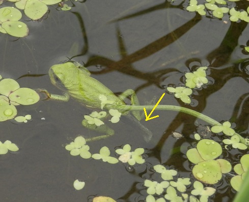 アマガエルのお話 田んぼのオタマはカエルに