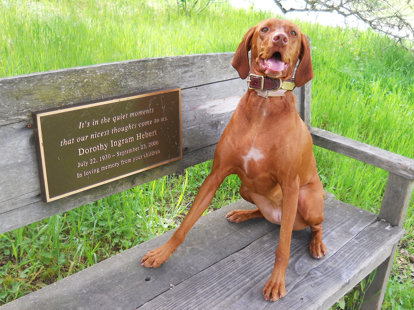 redbirddog a hungarian pointer (vizsla) blog The Biology of White