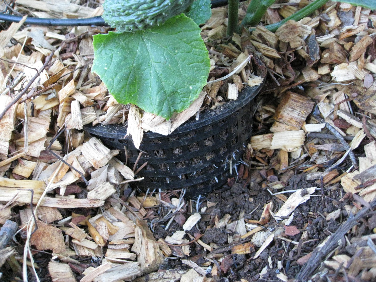 Low Cost Vegetable Garden Shock & Wilt Free Transplanting