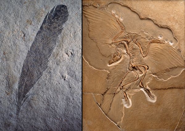 archaeopteryx-fossil-feather-dinosaur-color_12398_600x450.jpg
