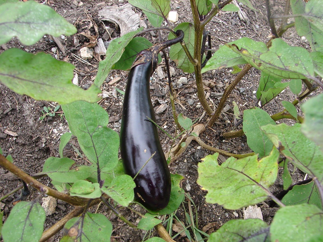One Love Farm Eggplant Balls
