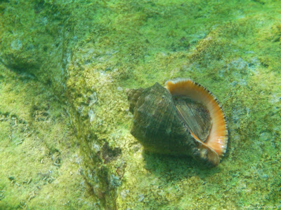 Marea Neagra Black Sea underwater images poze subacvatice Melc-de-mare Rapana Veined-rapa-whelk Rapana-venosa Muricidae Rapan