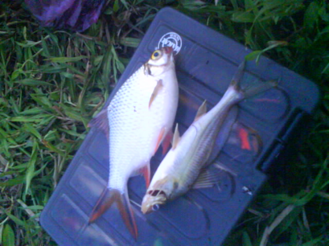 Ikan Baji