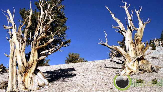 The Methuselah Tree The Methuselah Tree