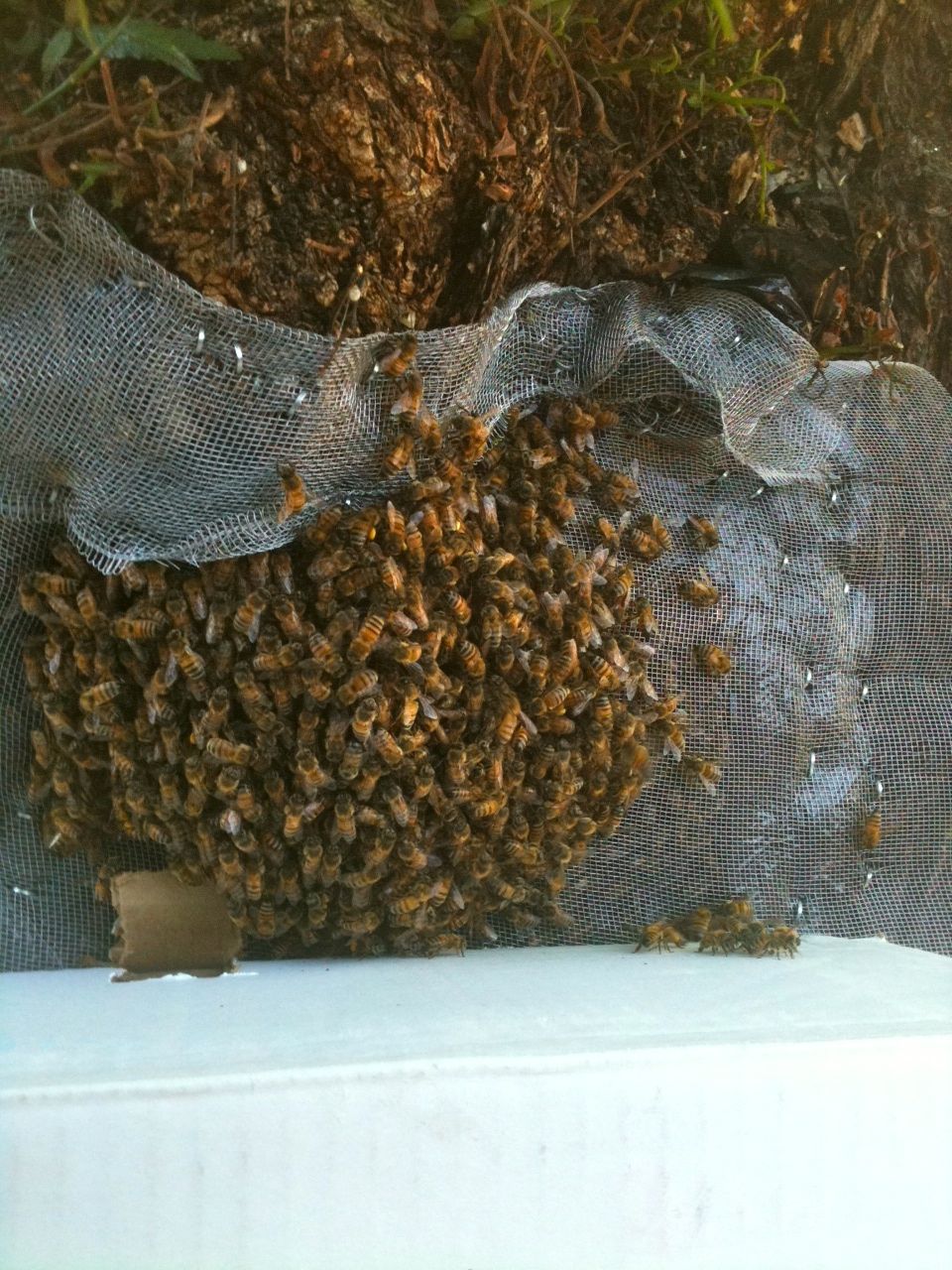 MVCC Beekeeping Feasibility Study