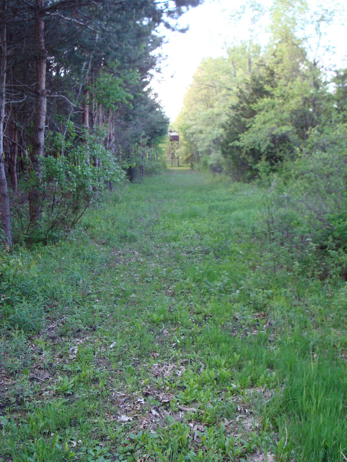 Improved Ecosystems Food Plots in Late May