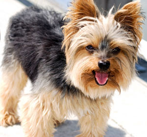 Get yorkshire terrier health issues