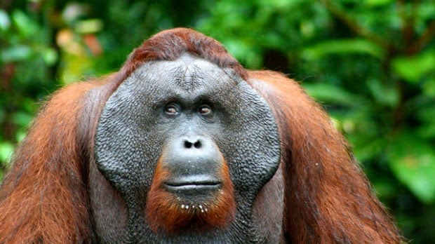 Chimpanzés e Orangotangos Chimpanzés e Orangotangos