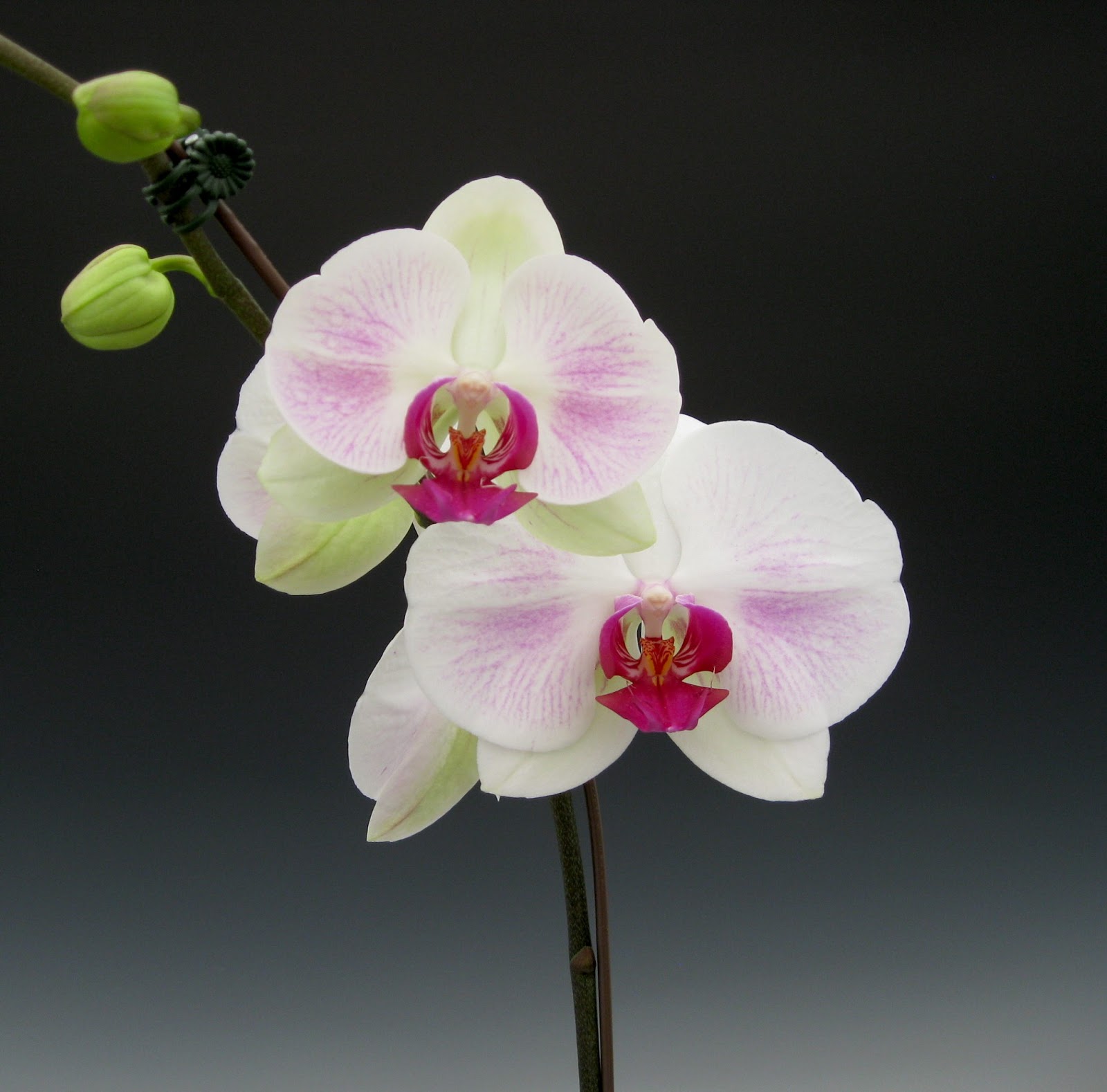Mother's Day Orchid Flowers Orchidaceous! Orchid Blog