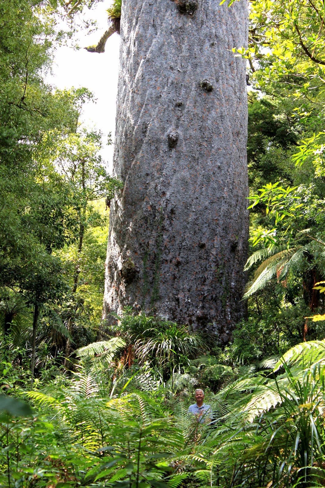 See Bob in the ferns?