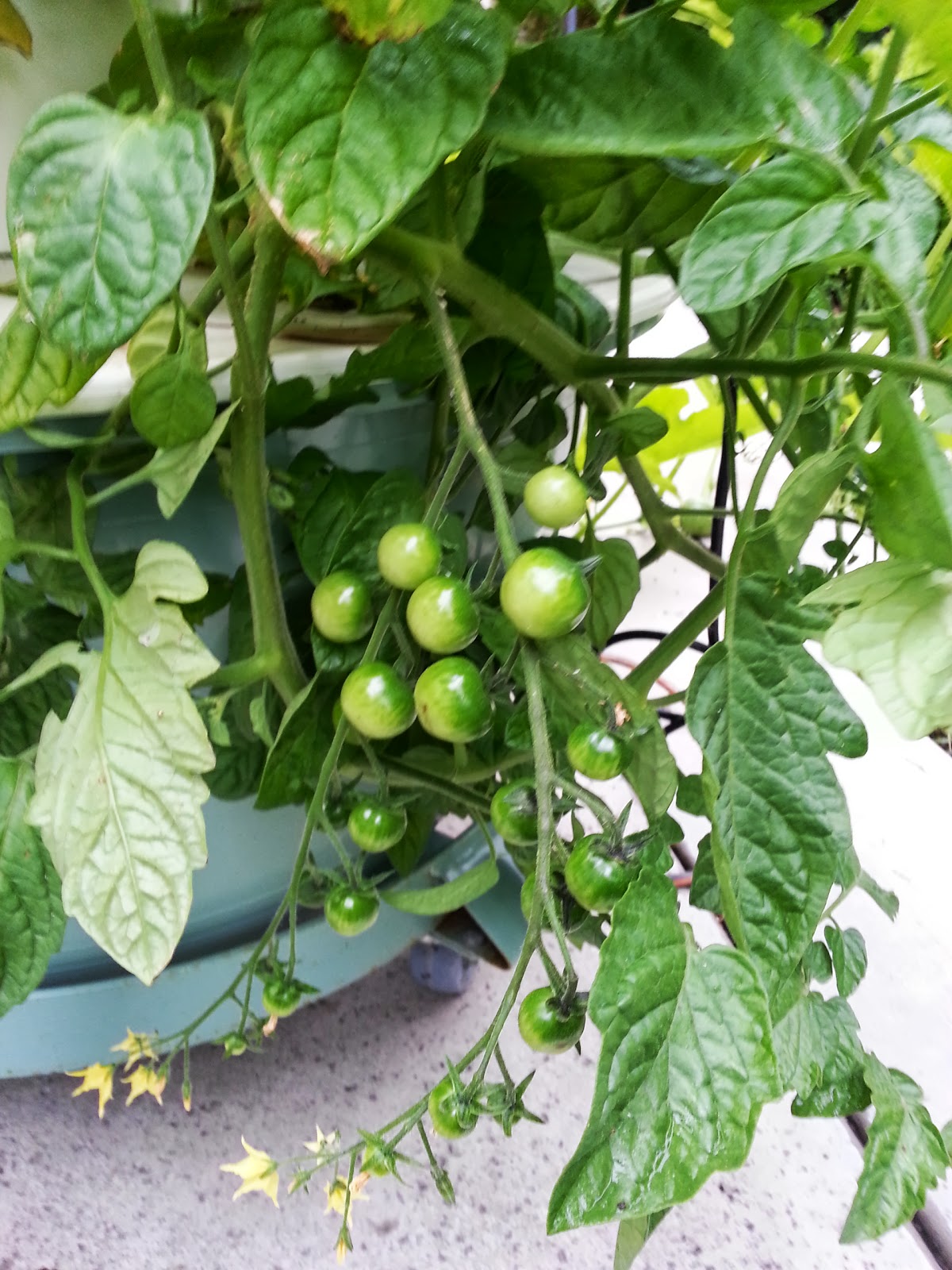 My Tower Garden Journal Water Melons