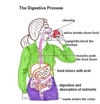 Food Through The Digestive System Essays Best Custom Writing Service also Is Psychology A Science Essay How To Write A Essay Proposal
