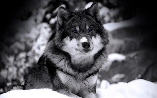 wolf wolve gray white black species dog hybrid