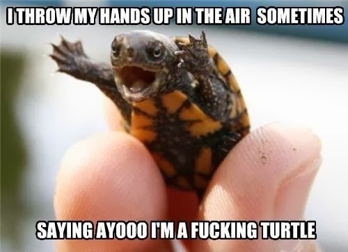 Saying-Ayoo-Funny-Turtle.jpg