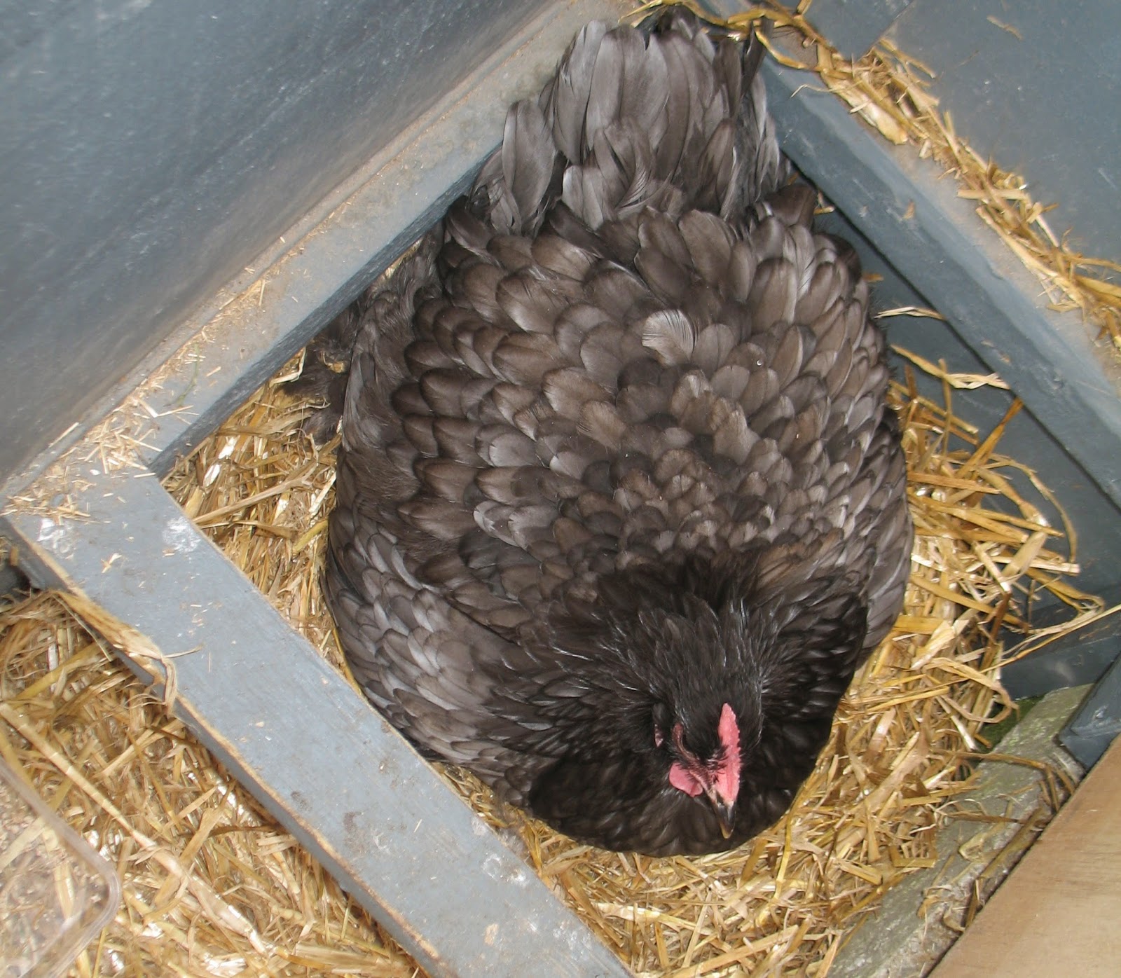 Keeping Chickens NZ Dealing with a broody hen