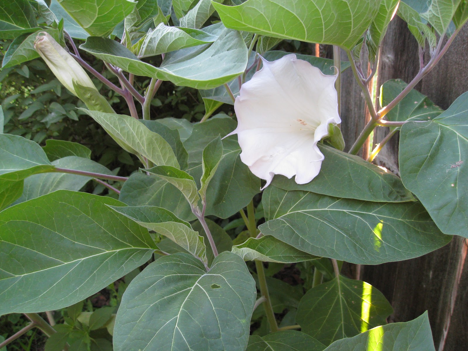 marylourambles First Moonflower