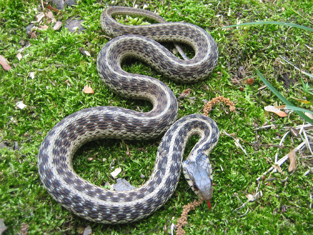 animal world toktil animal world all about snake around animal world toktil animal world all about snake around