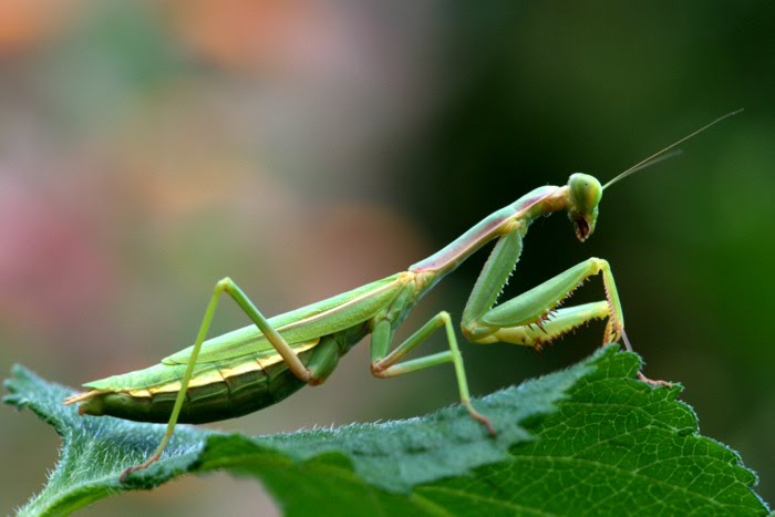 Louva-a-Deus (Mantis religiosa) - Klima Naturali™