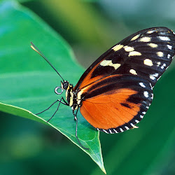 Butterfly Wallpapers, gambar kupu-kupu