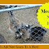 Meet My New Twin Boys---Adding New Goats to A Herd