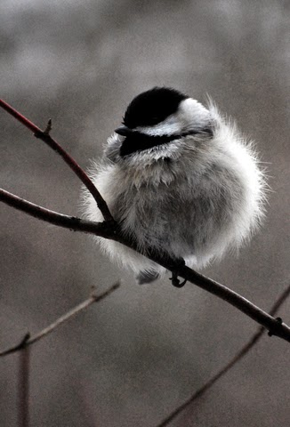 wild birds unlimited not a fat bird just a fluffy bird wild birds unlimited not a fat bird just a fluffy bird
