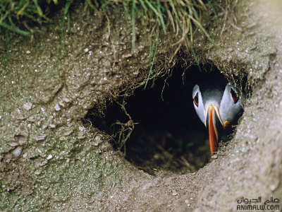 تكــاثر الطيور Puffins-nest