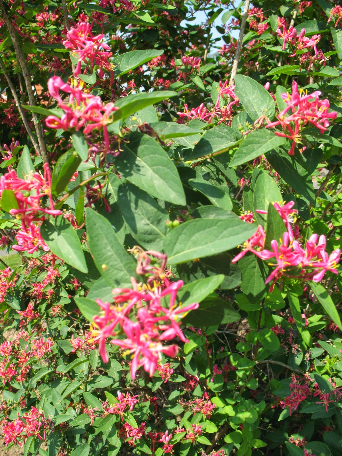 Le Douaire Ile De Vivre Tout Savoir Sur Le Photinia X Fraseri