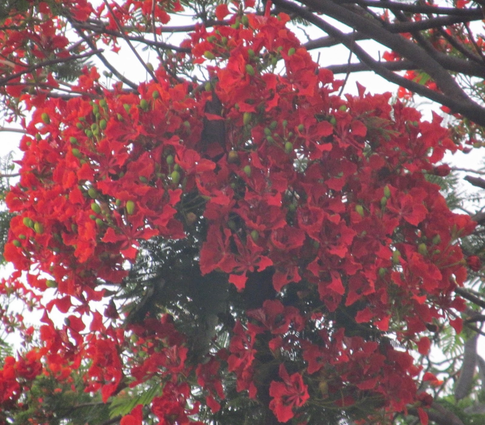NATURAL & UNIQUE PHOTOGRAPHY GOLD MOHUR OR GULMOHAR