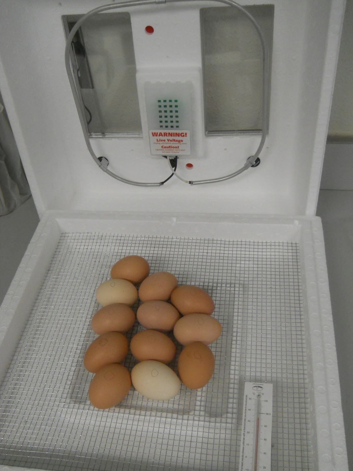 Blog Hoppin' Incubation Station