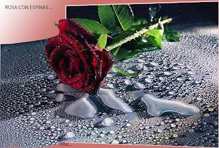 Festival. Día de San Valentín . Rosa es en Blanco fondo.
